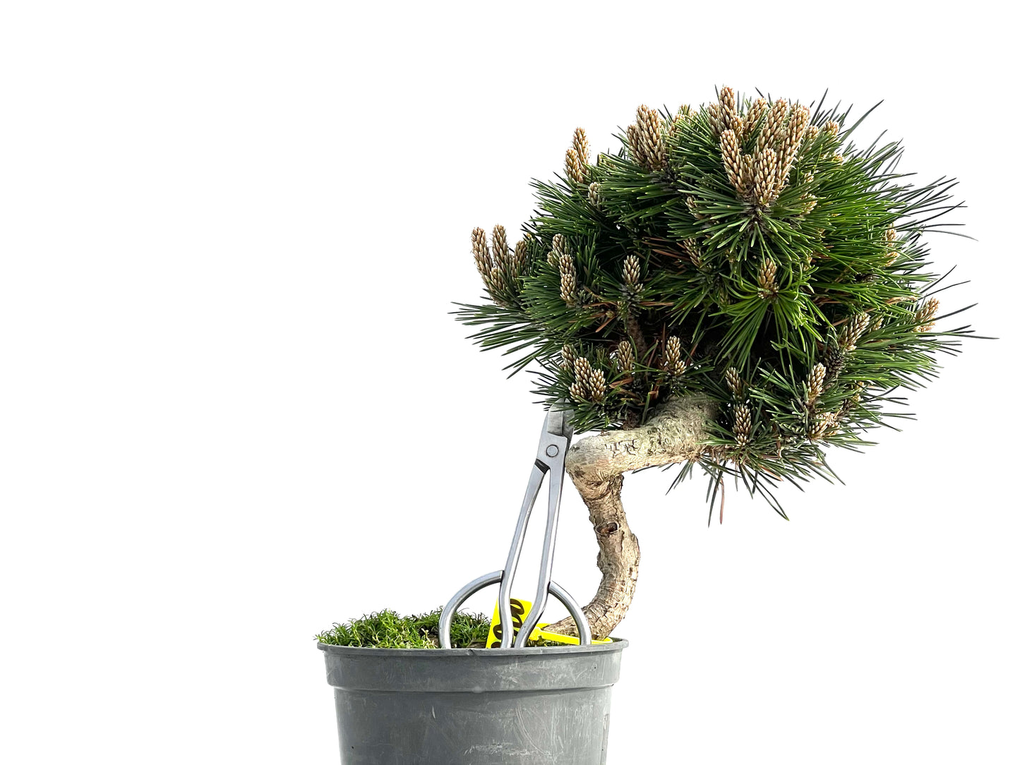 Pinus Thunbergii Senjyumaru 3900