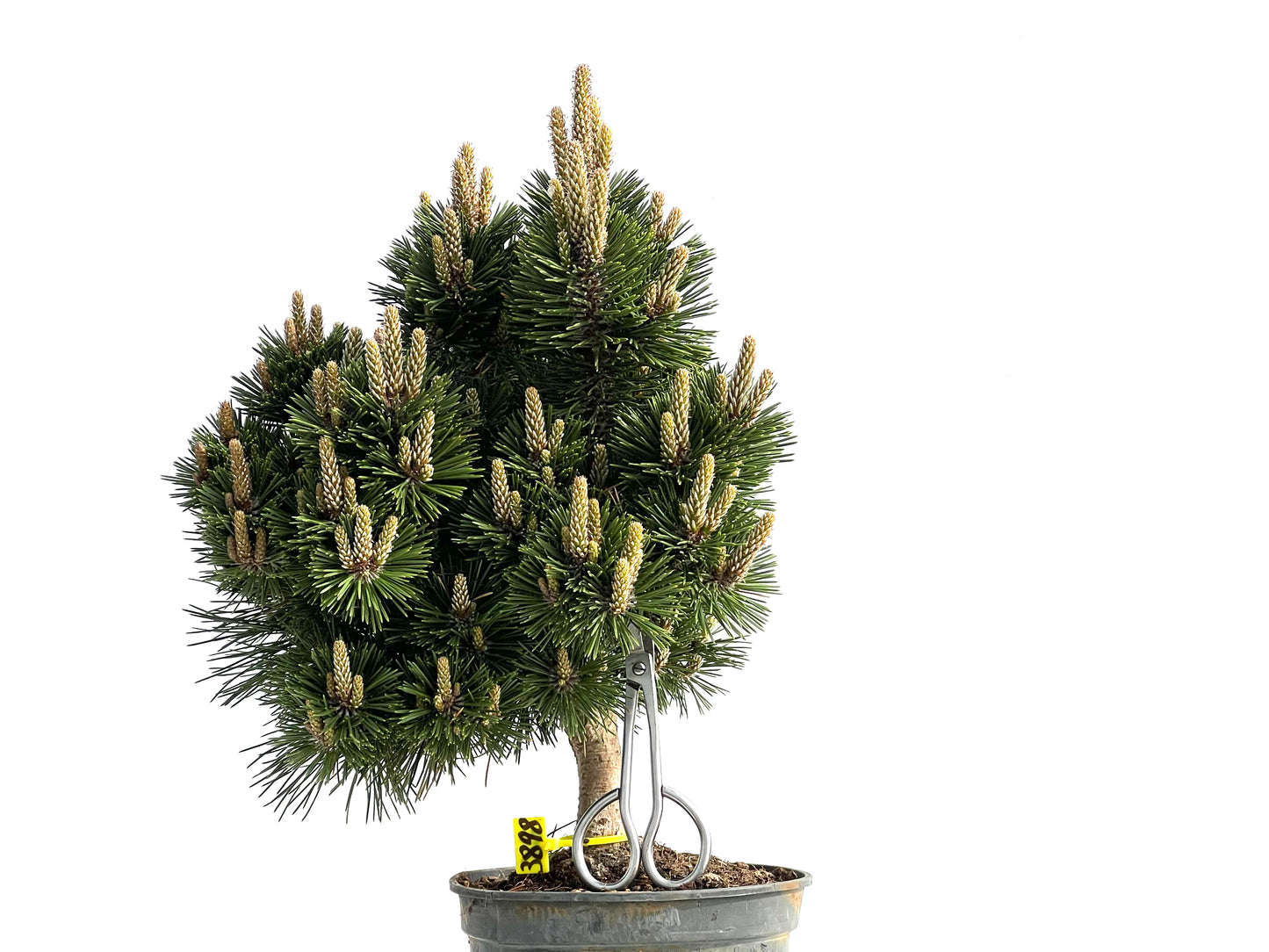 Pinus Thunbergii Senjyumaru 3898
