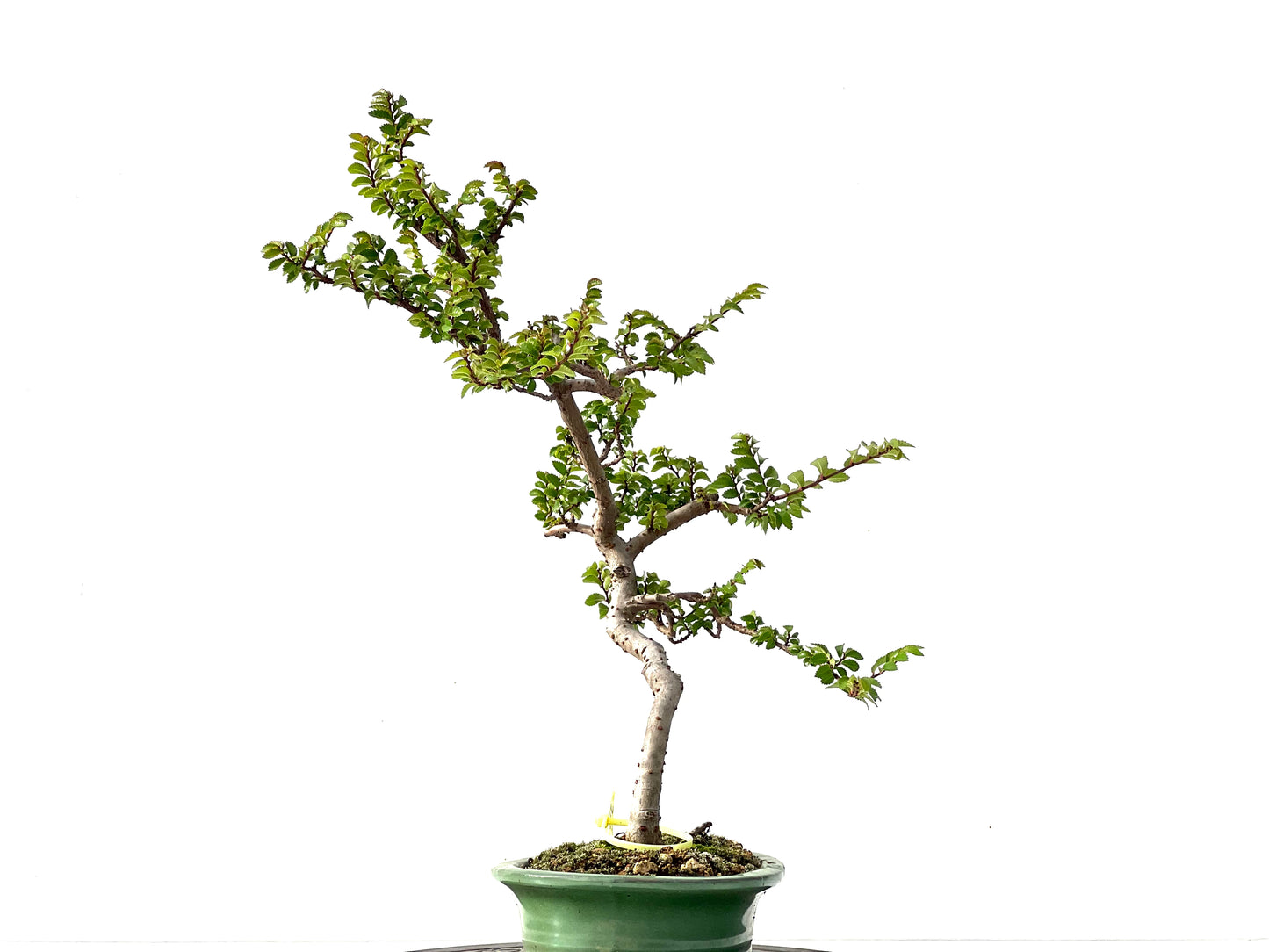 Ulmus Parvifolia 2247