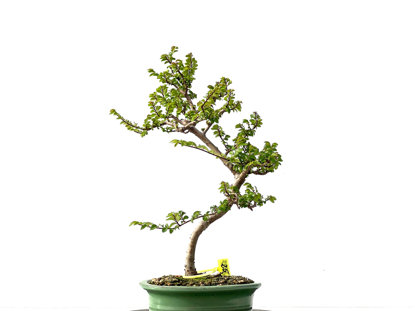 Ulmus Parvifolia 2247
