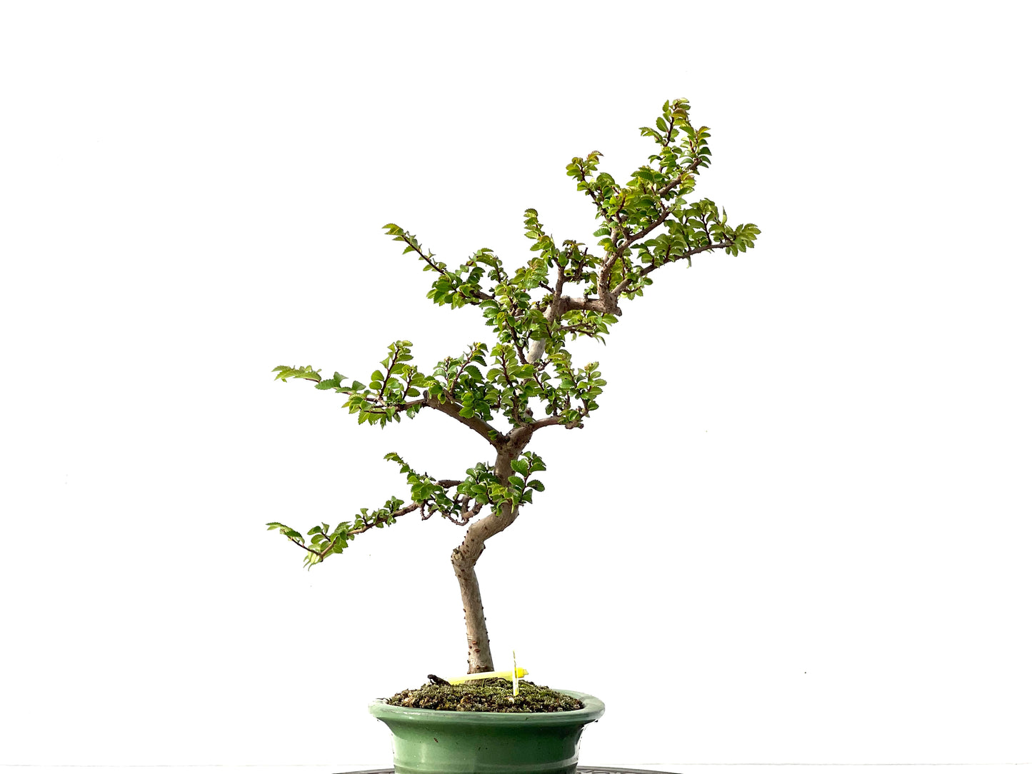 Ulmus Parvifolia 2247