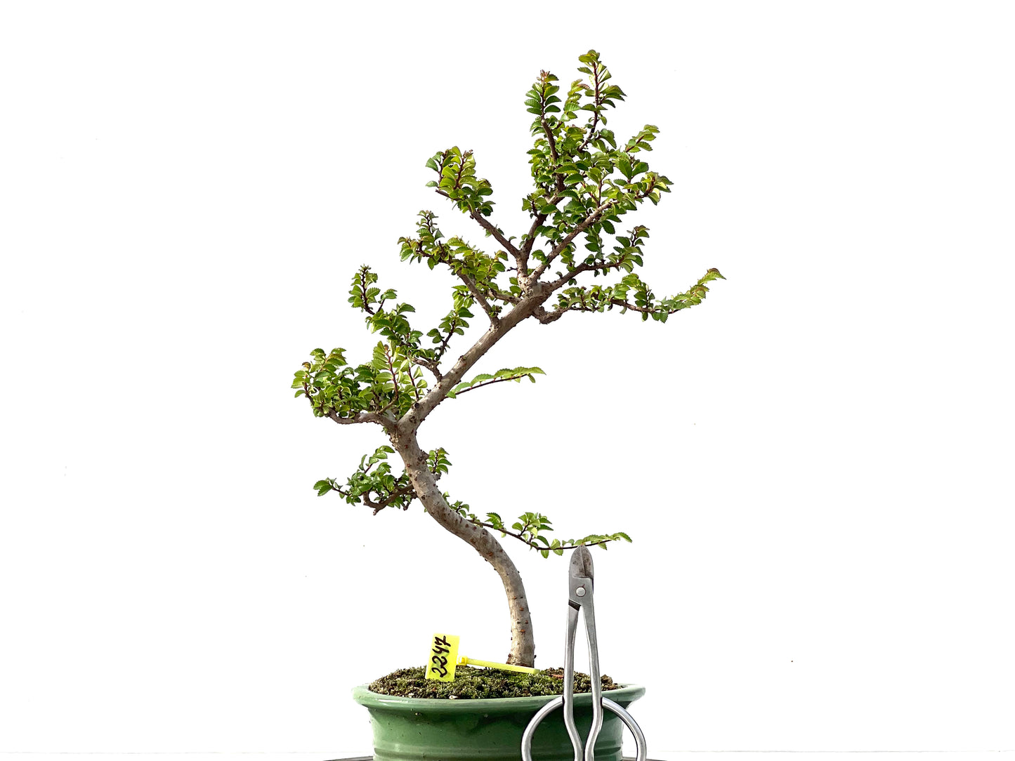 Ulmus Parvifolia 2247