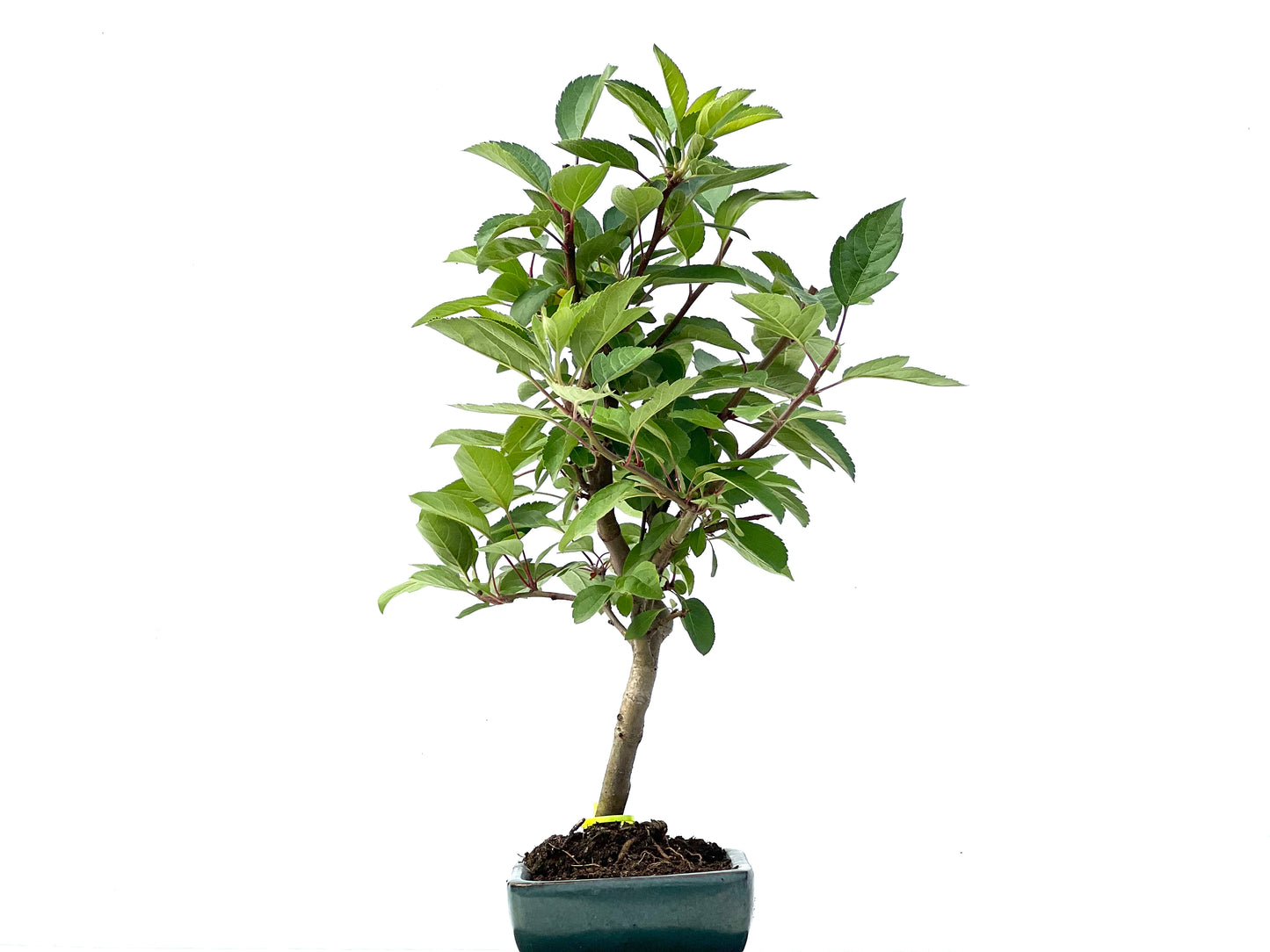 Malus Everest 2245