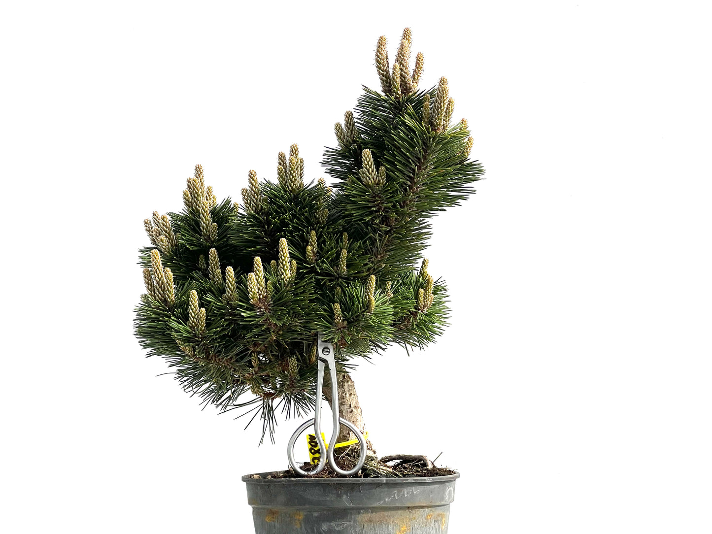 Pinus Thunbergii Senjyumaru 3897
