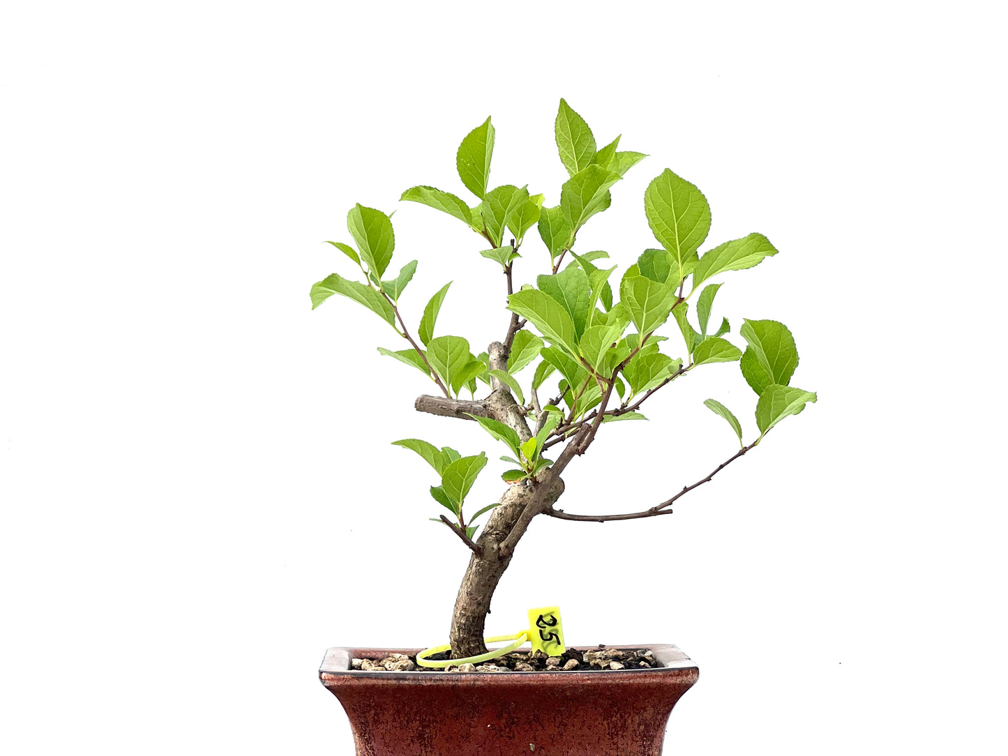 Celastrum Orbiculatus 2241