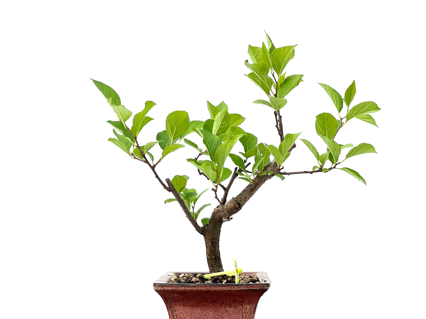 Celastrum Orbiculatus 2241