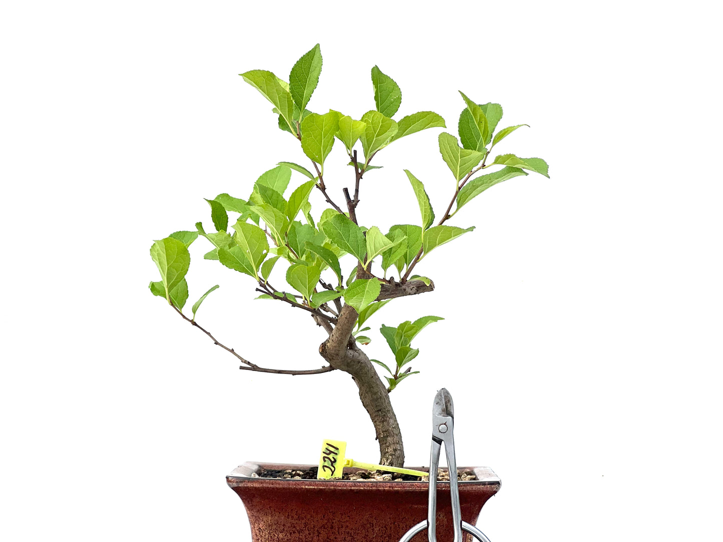 Celastrum Orbiculatus 2241