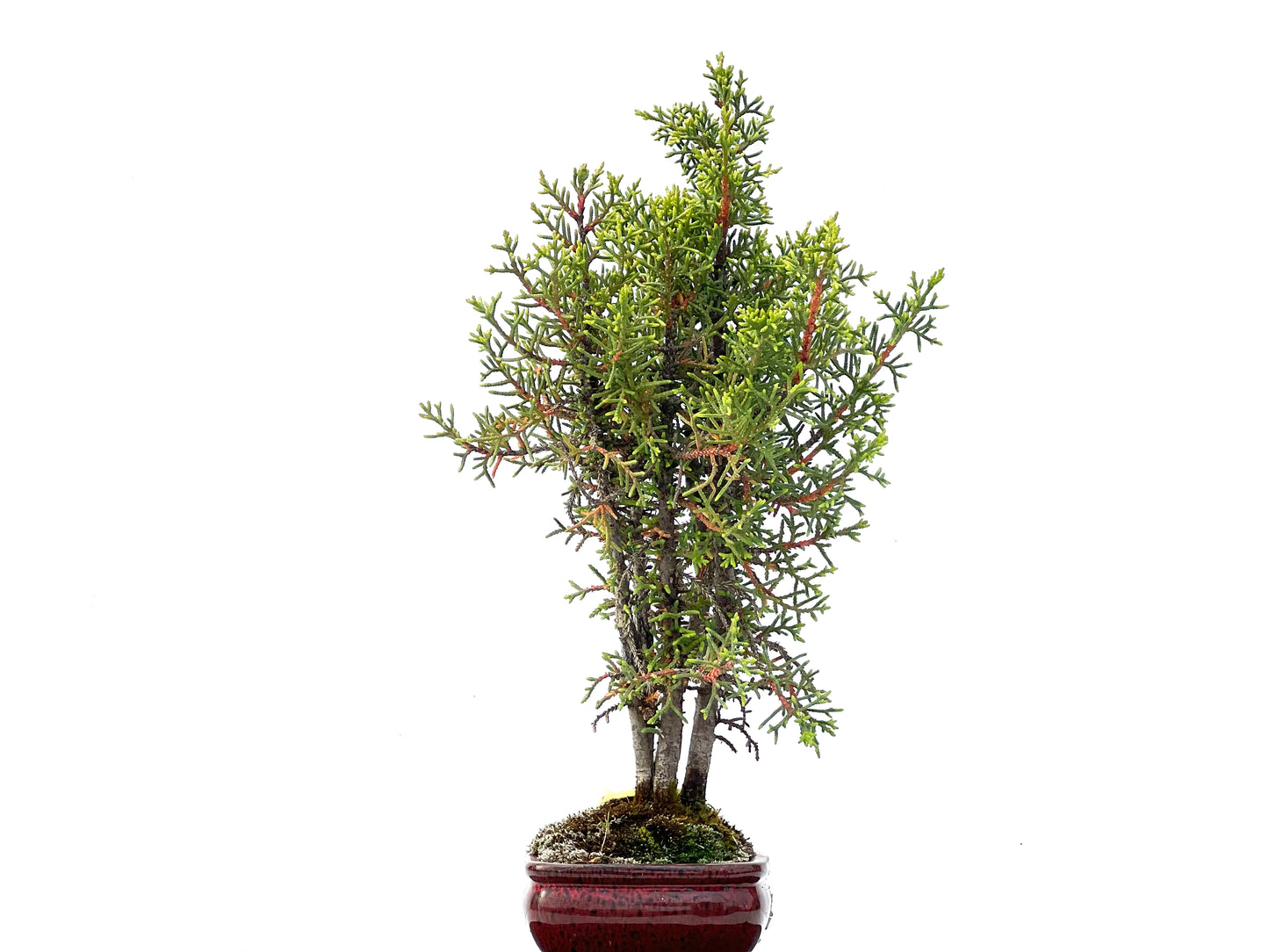 Cupressus Sempervirens 2240