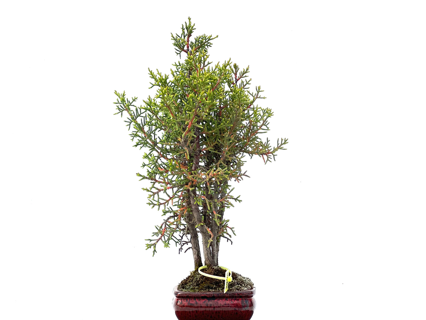 Cupressus Sempervirens 2240