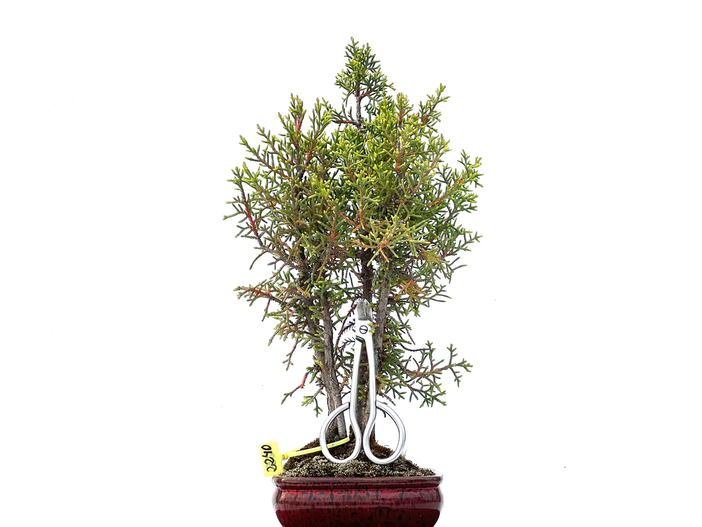 Cupressus Sempervirens 2240