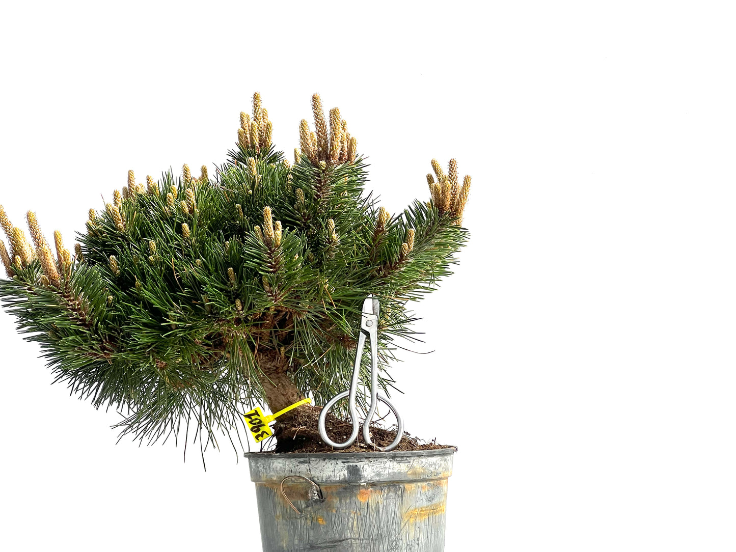 Pinus Thunbergii Senjyumaru 3901