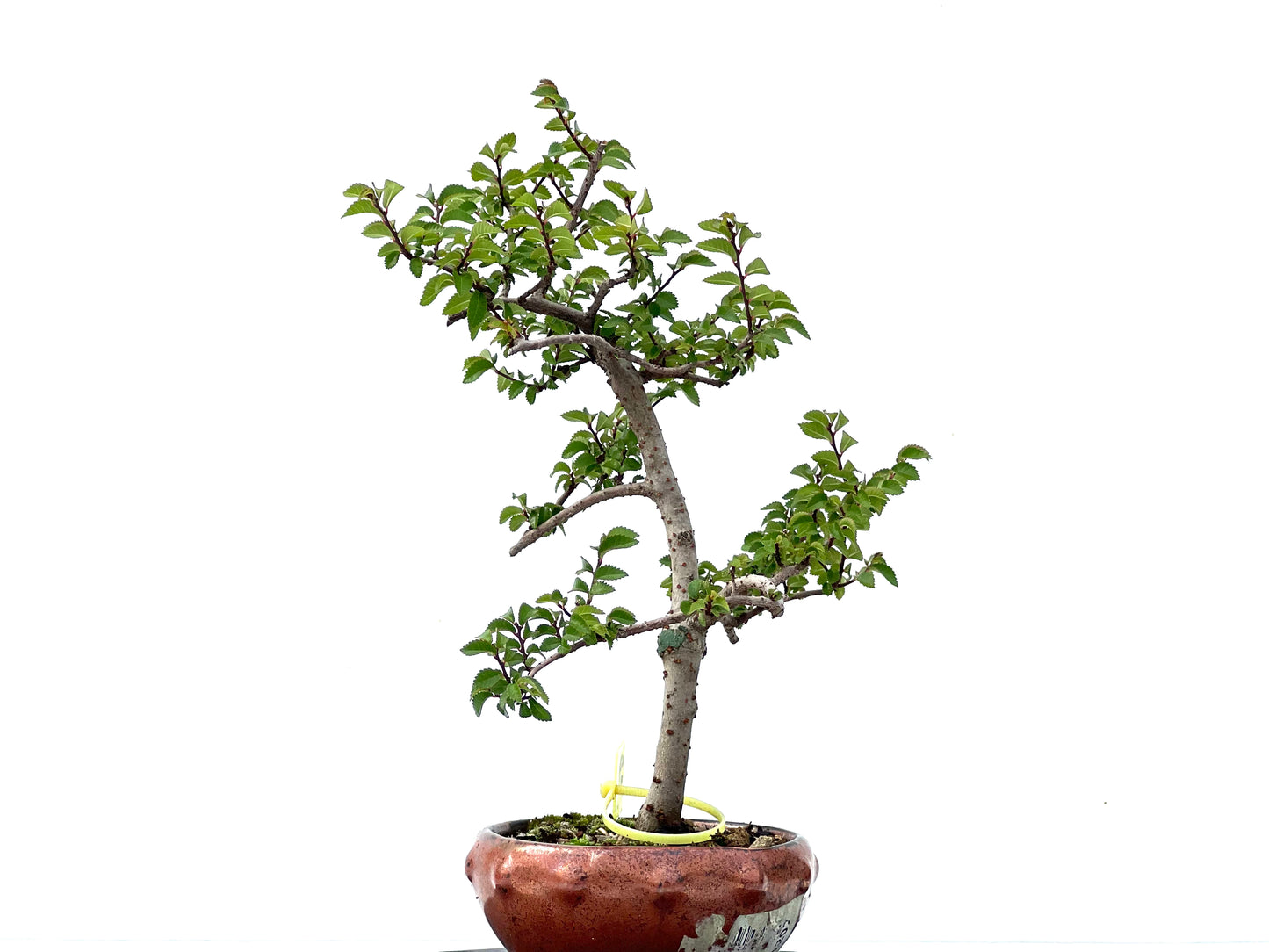 Ulmus Parvifolia 2238