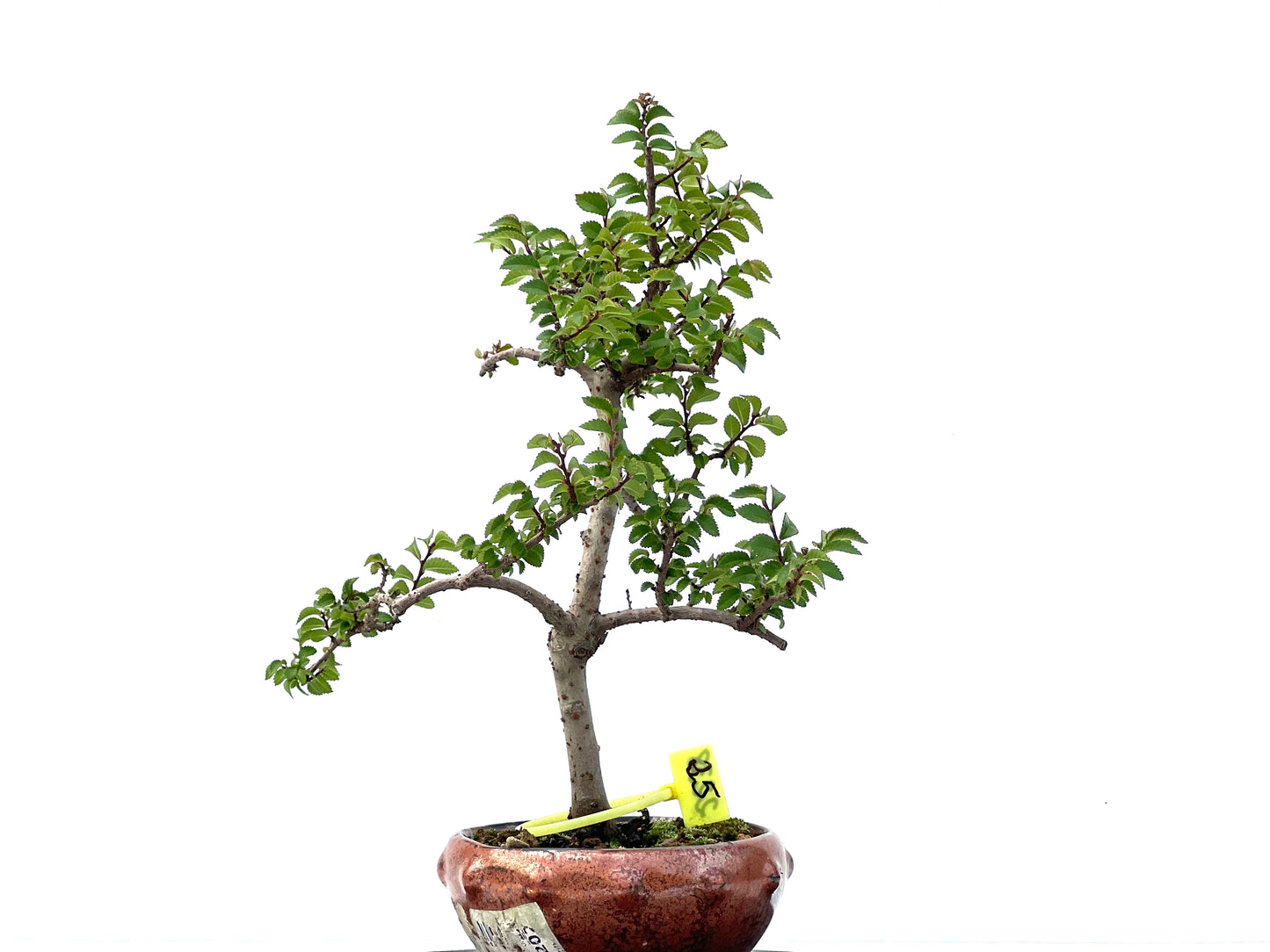 Ulmus Parvifolia 2238