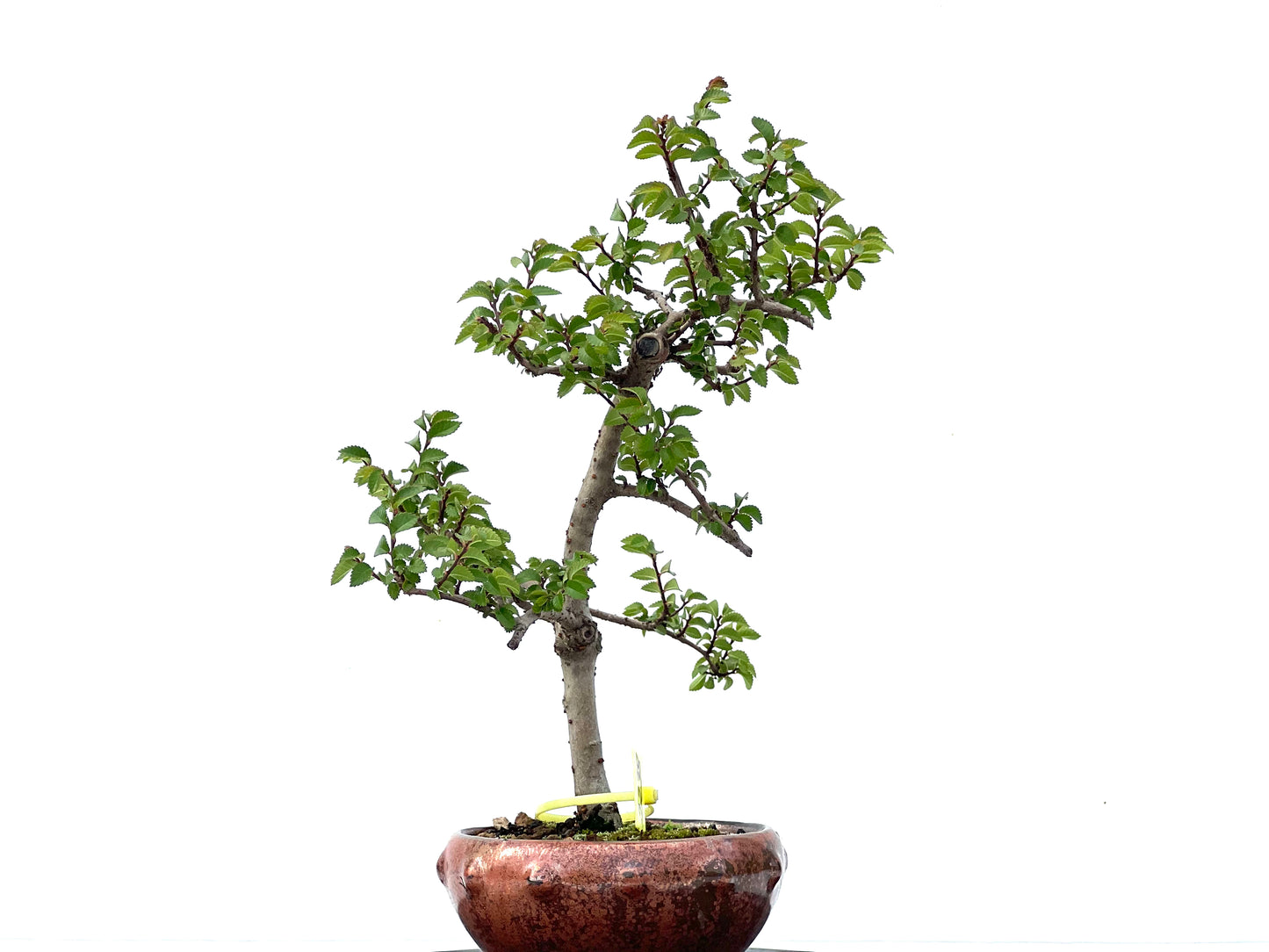 Ulmus Parvifolia 2238