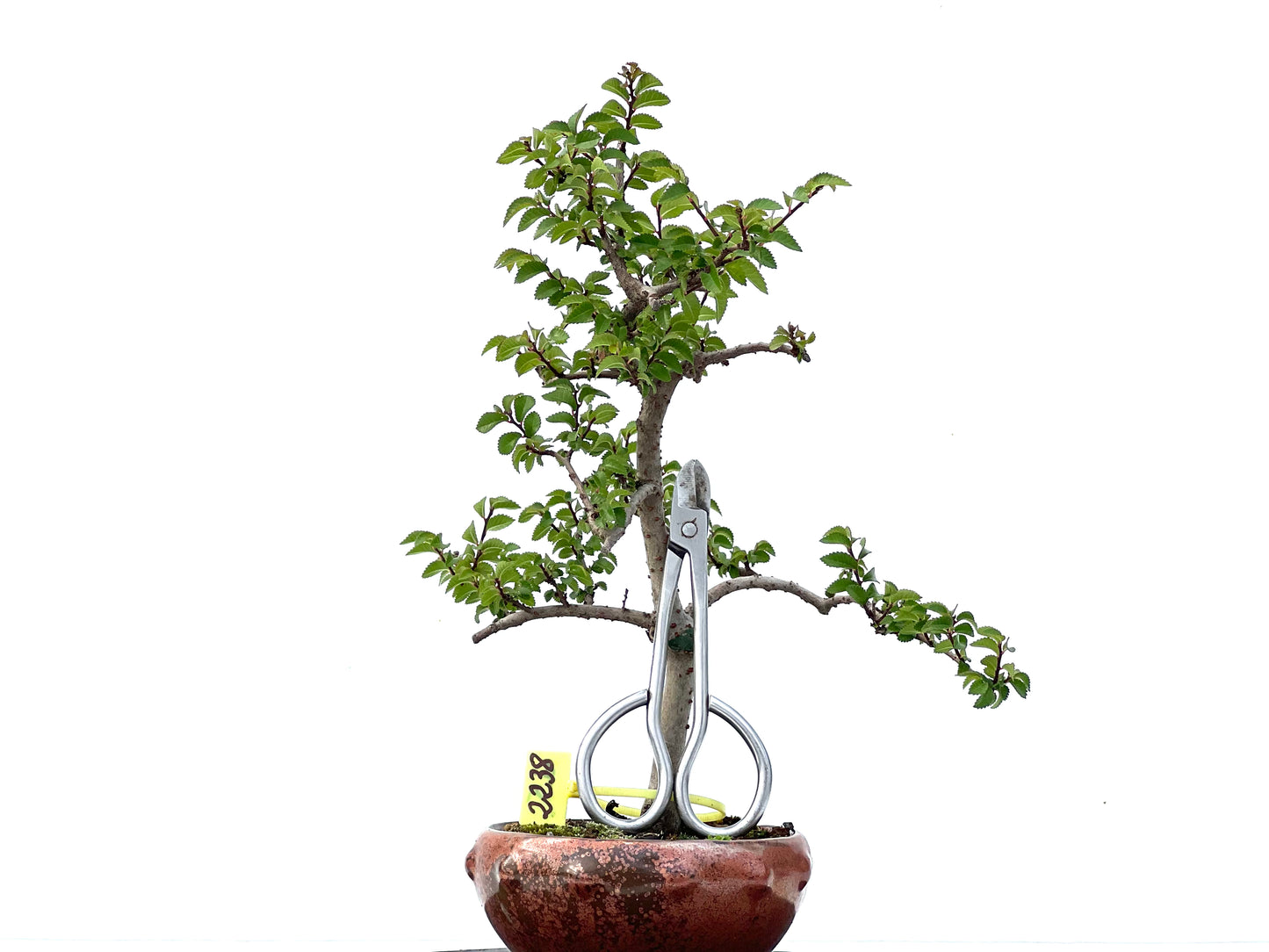 Ulmus Parvifolia 2238
