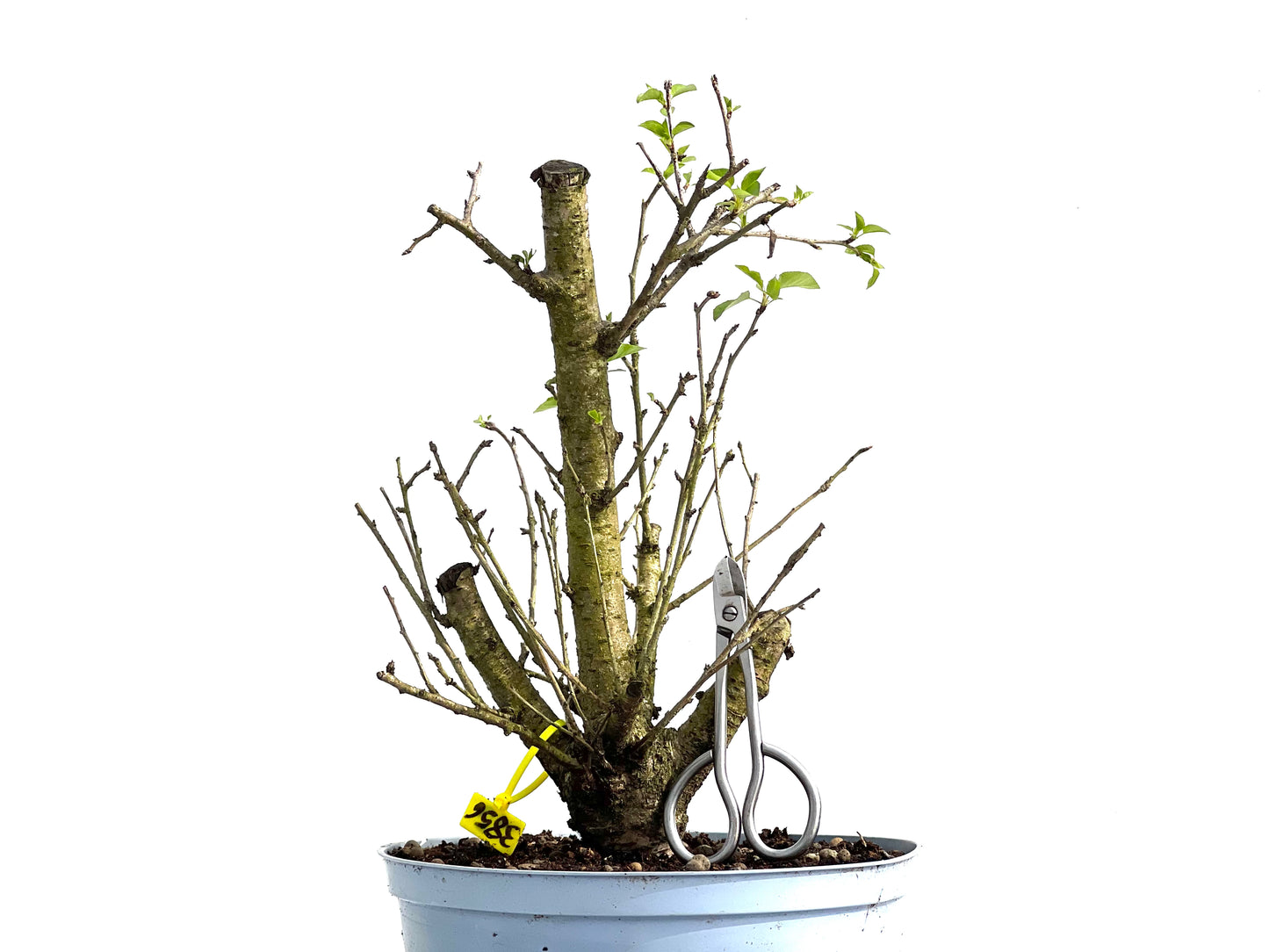 Prunus Mahaleb 3856