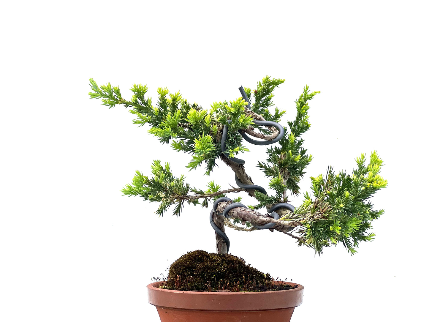Juniperus Procumbens Kyshio 2239