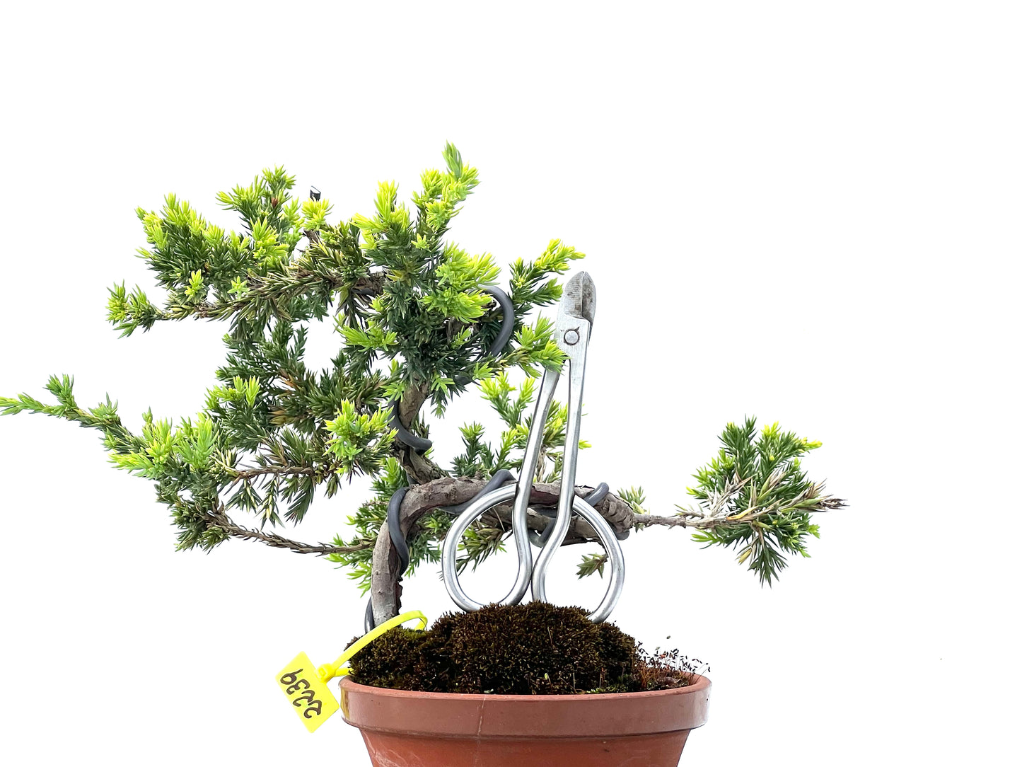 Juniperus Procumbens Kyshio 2239