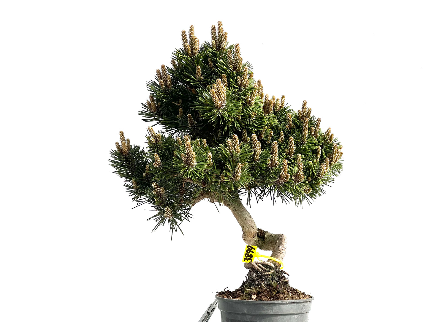 Pinus Thunbergii Senjyumaru 3899