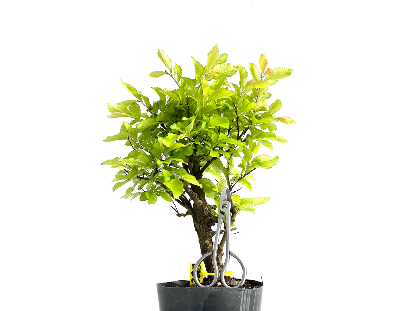Ulmus Nire Keyaki 3863