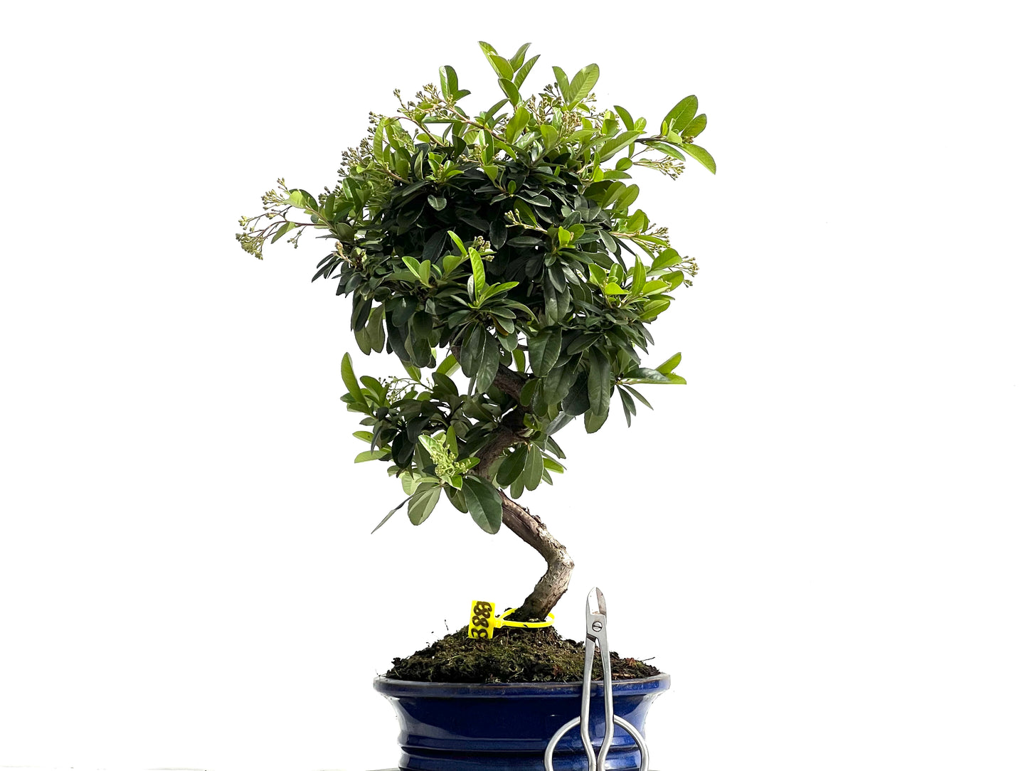 Pyracantha 3883