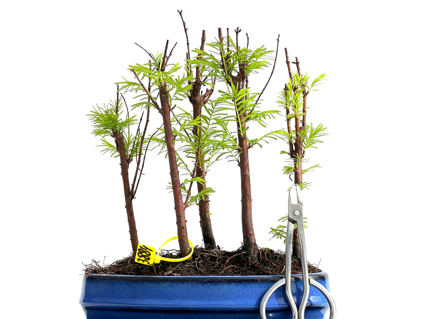 Bosque Metasequoia 3884