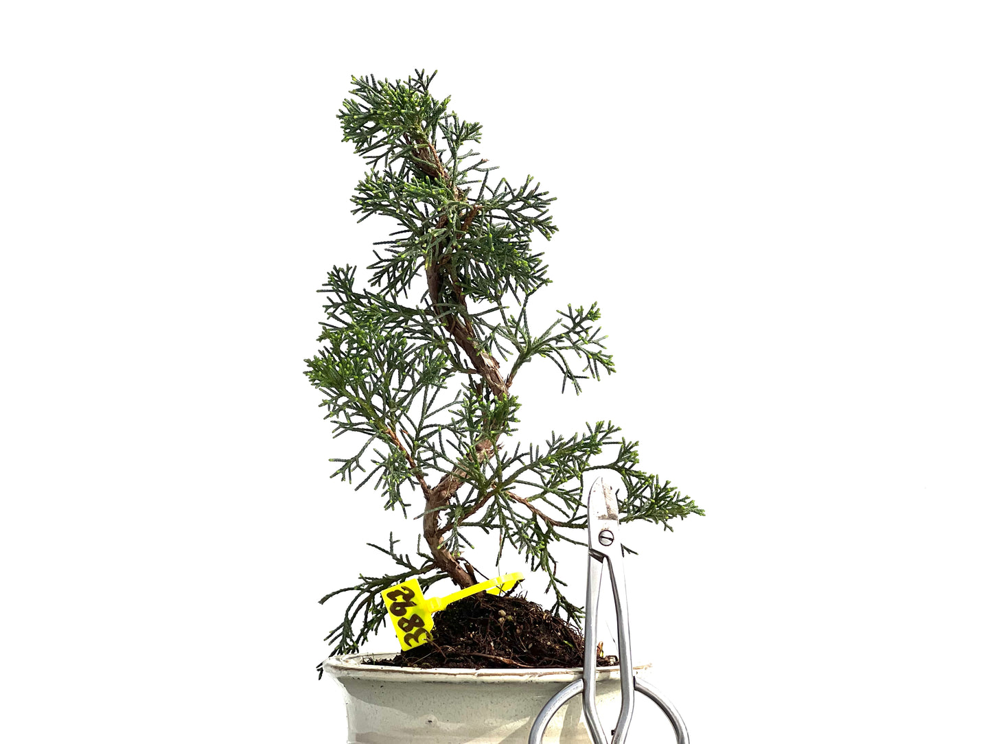 Juniperus Chinensis Kyushu 3892