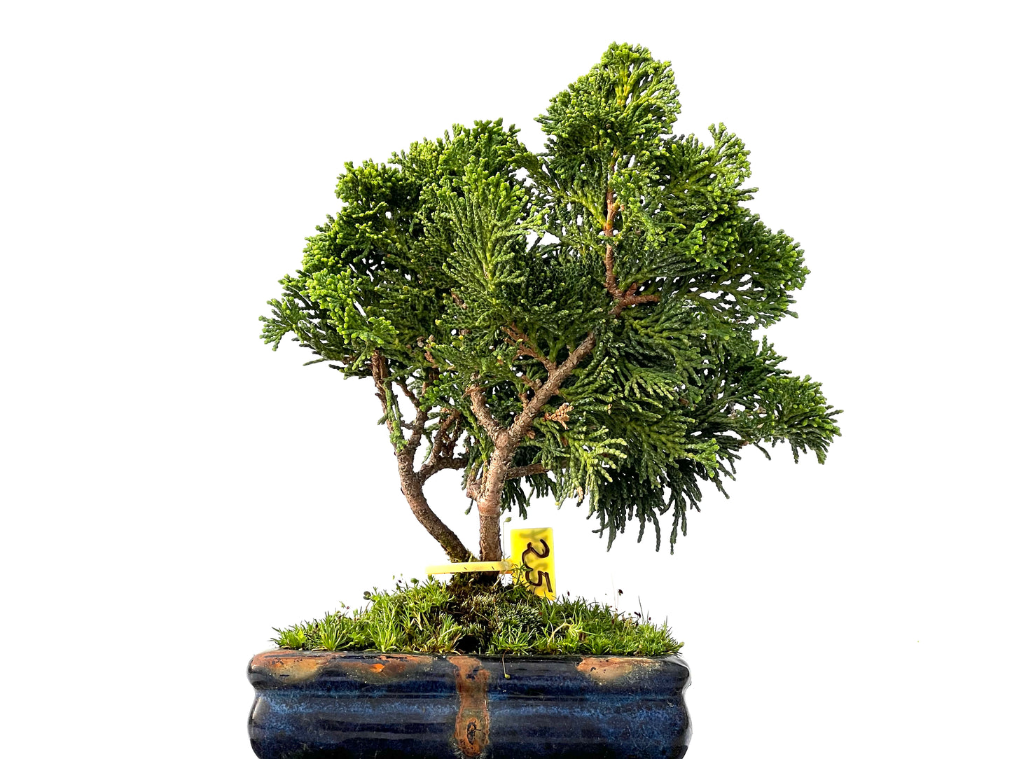 Chamaecyparis Obtusa Nana 2254