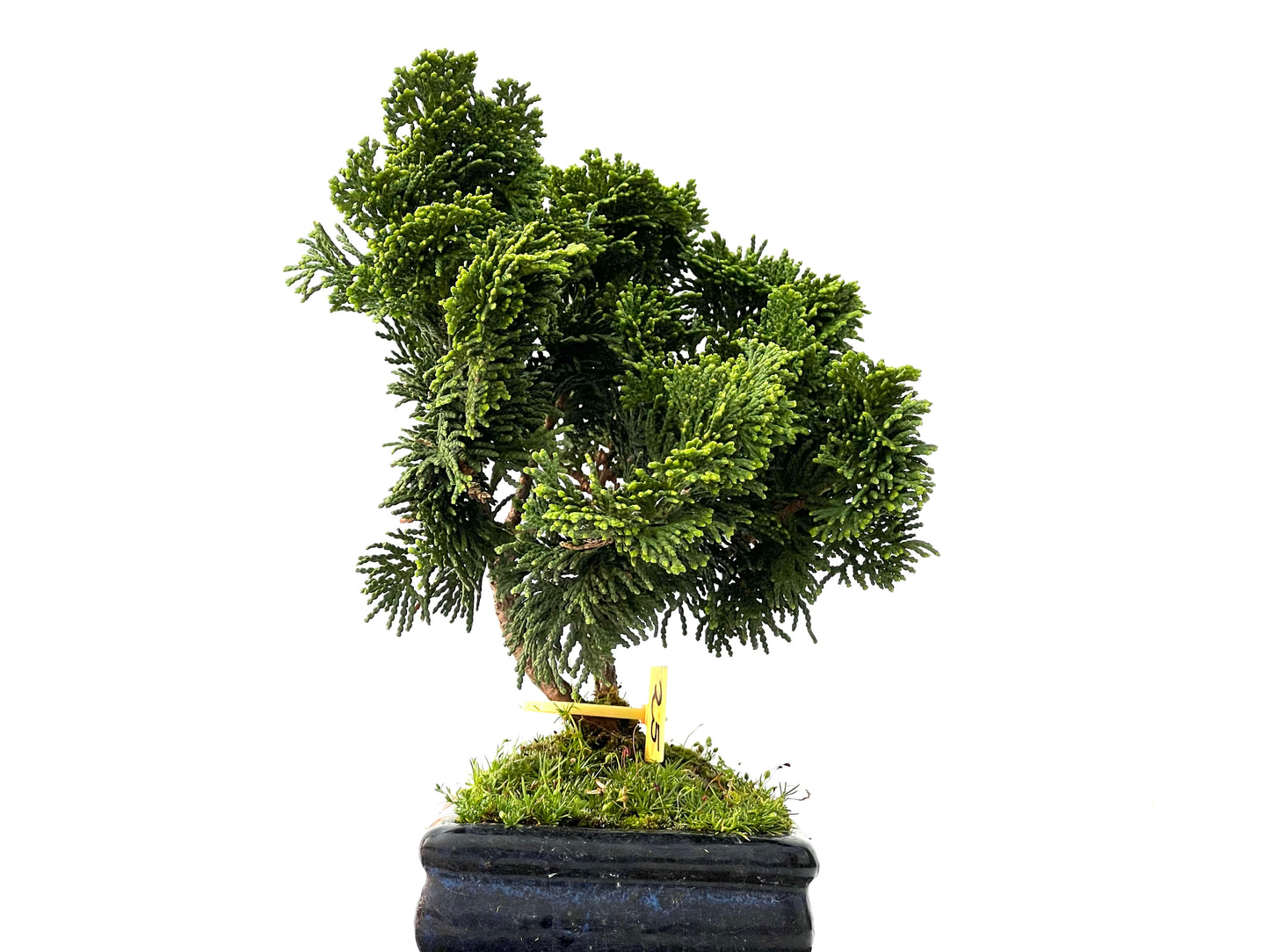 Chamaecyparis Obtusa Nana 2254
