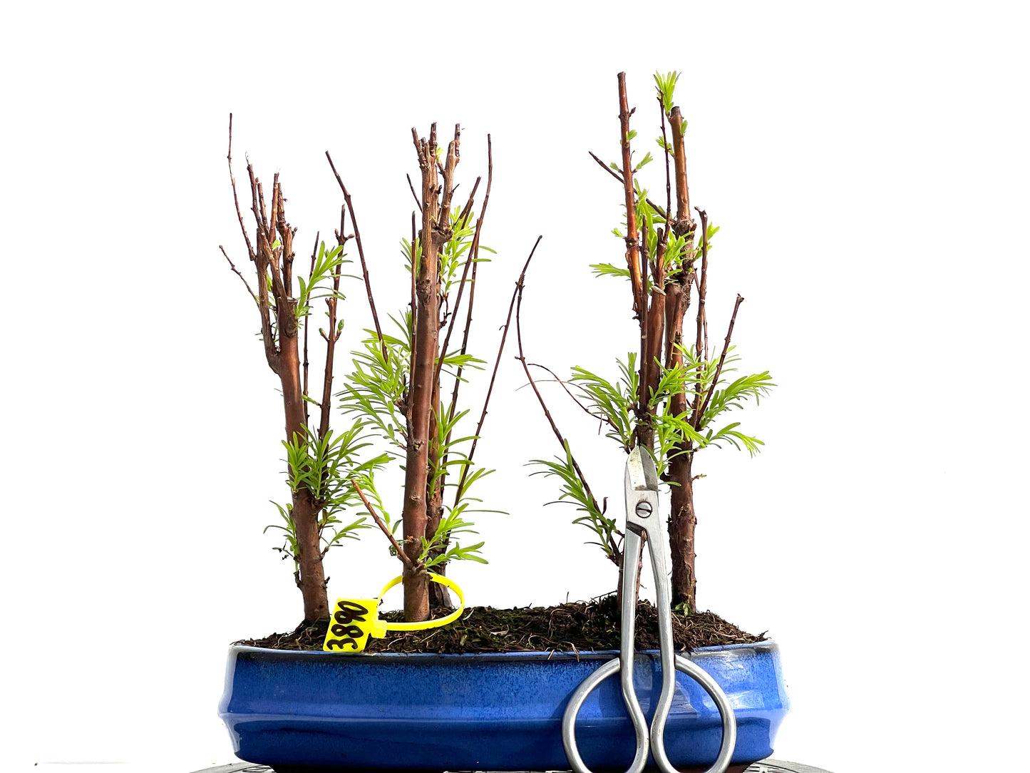 Bosque Metasequoia 3890