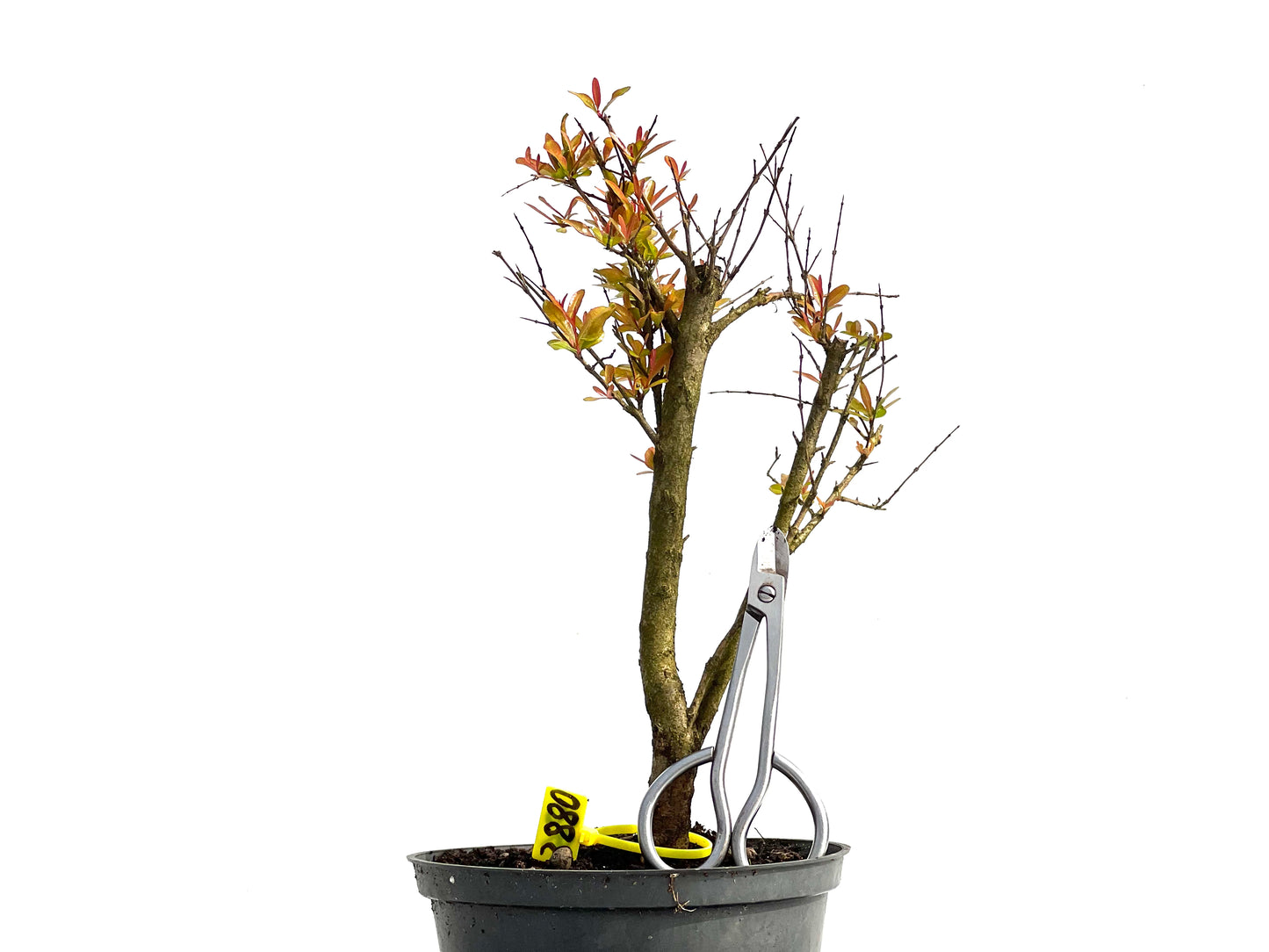 Punica Granatum Nana 3880