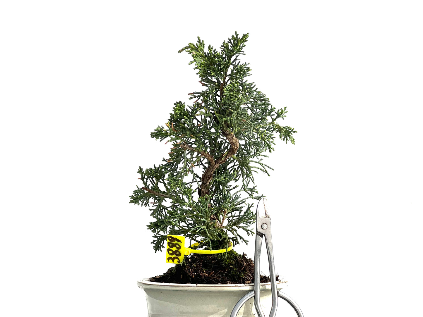 Juniperus Chinensis Kyushu 3889