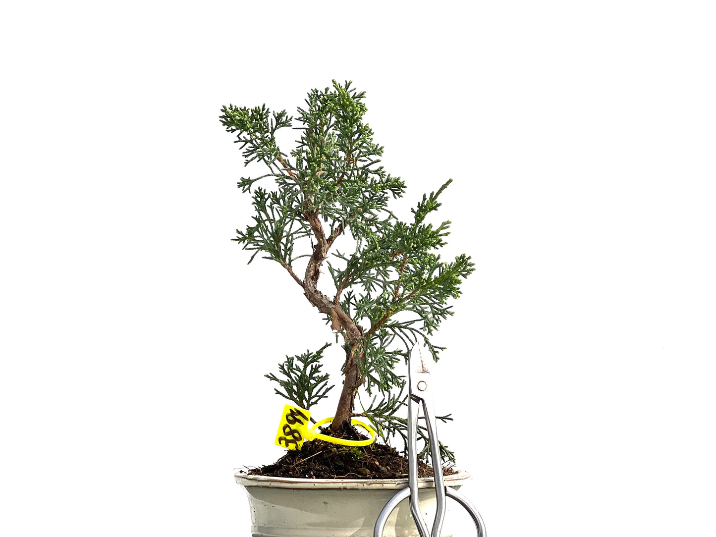 Juniperus Chinensis Kyushu 3894