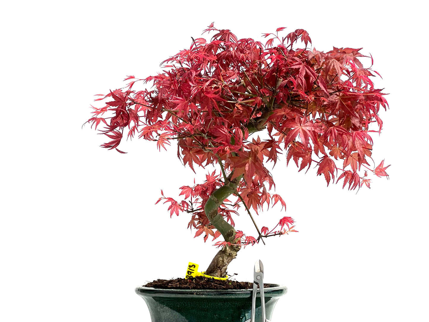 Acer Palmatum Deshojo 3913
