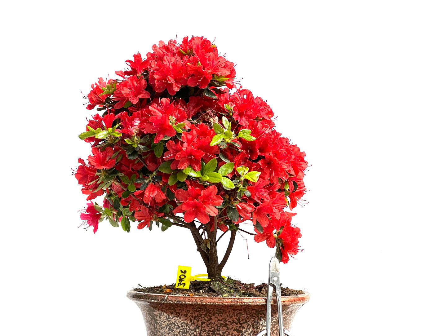 Rhododendrum Indicum 3906