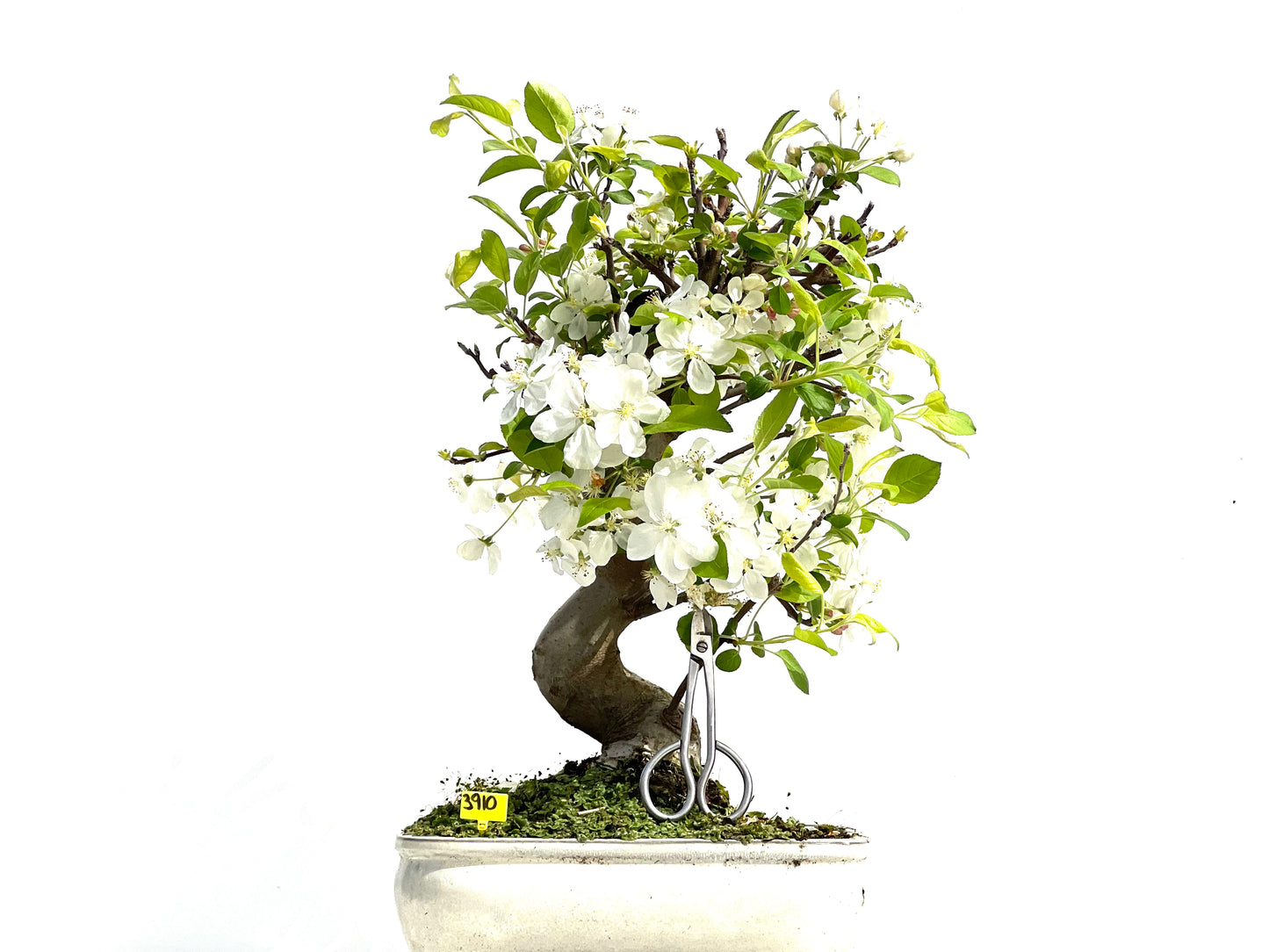 Malus Everest 3910