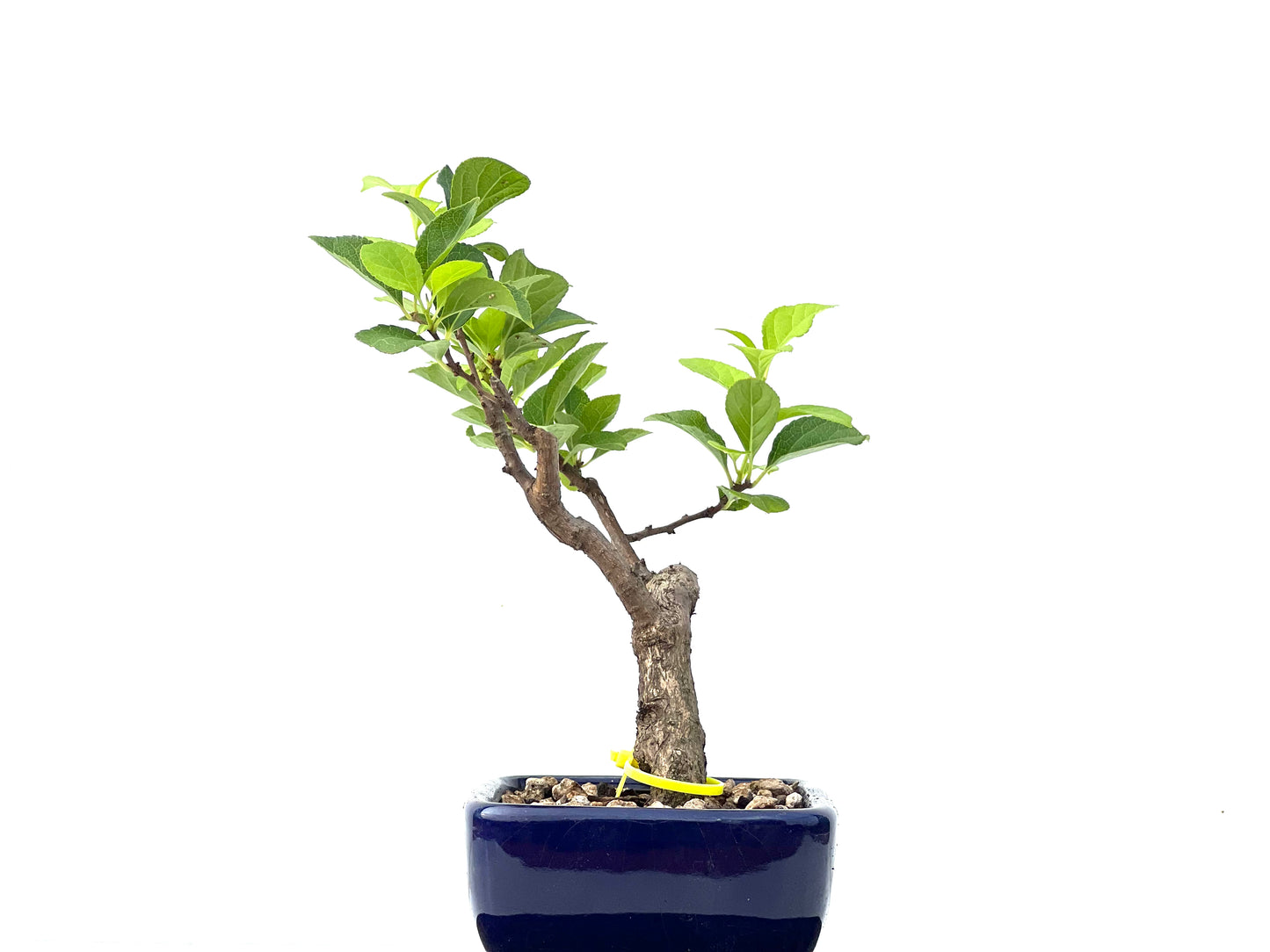 Celastrum Orbiculatus 2252