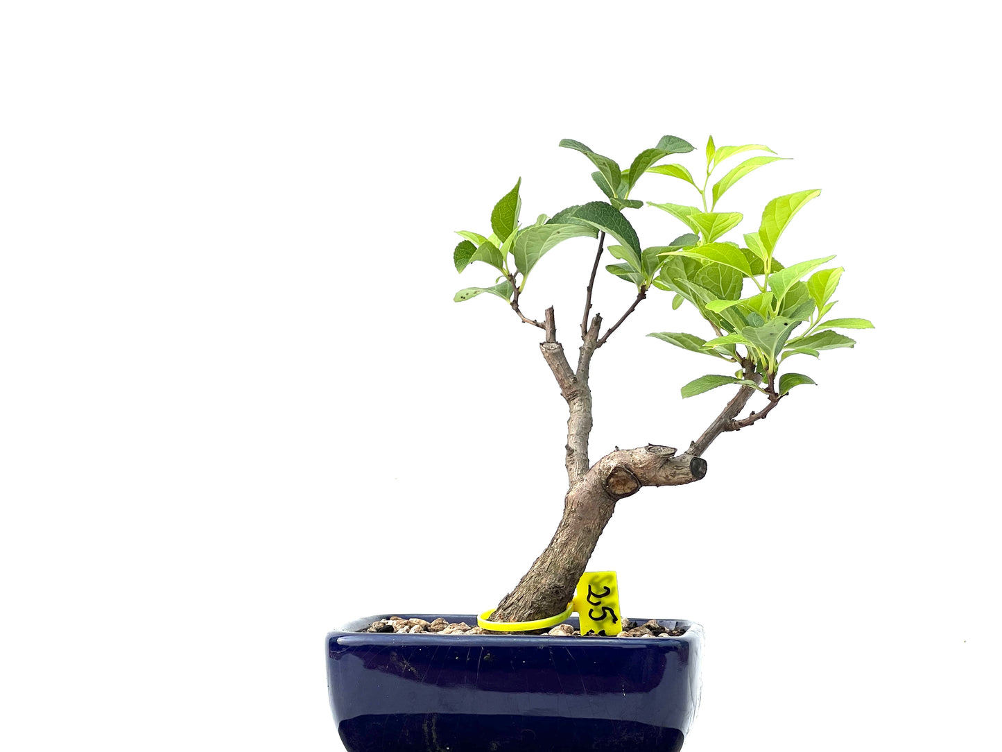 Celastrum Orbiculatus 2252