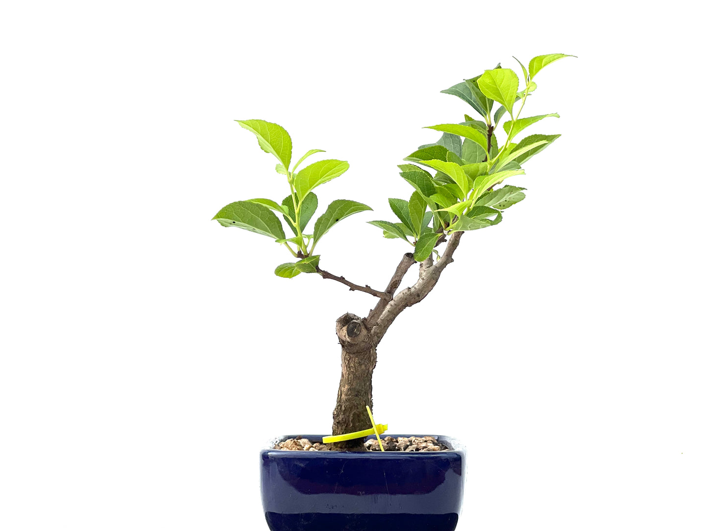 Celastrum Orbiculatus 2252