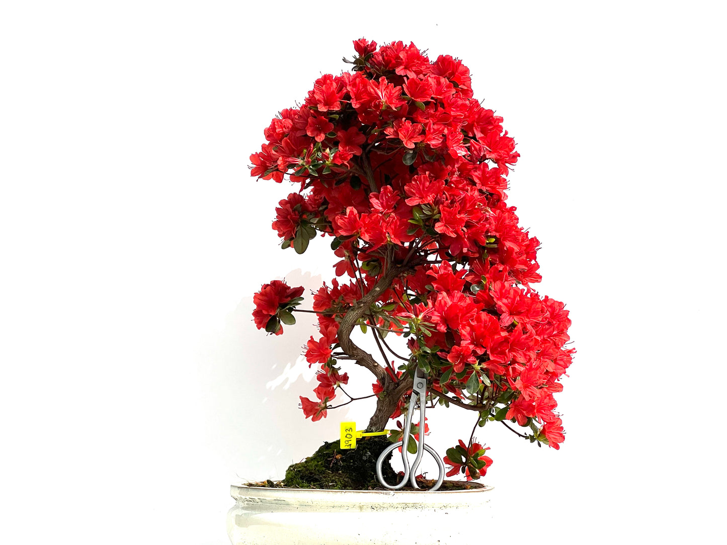 Rhododendrum Indicum 3903