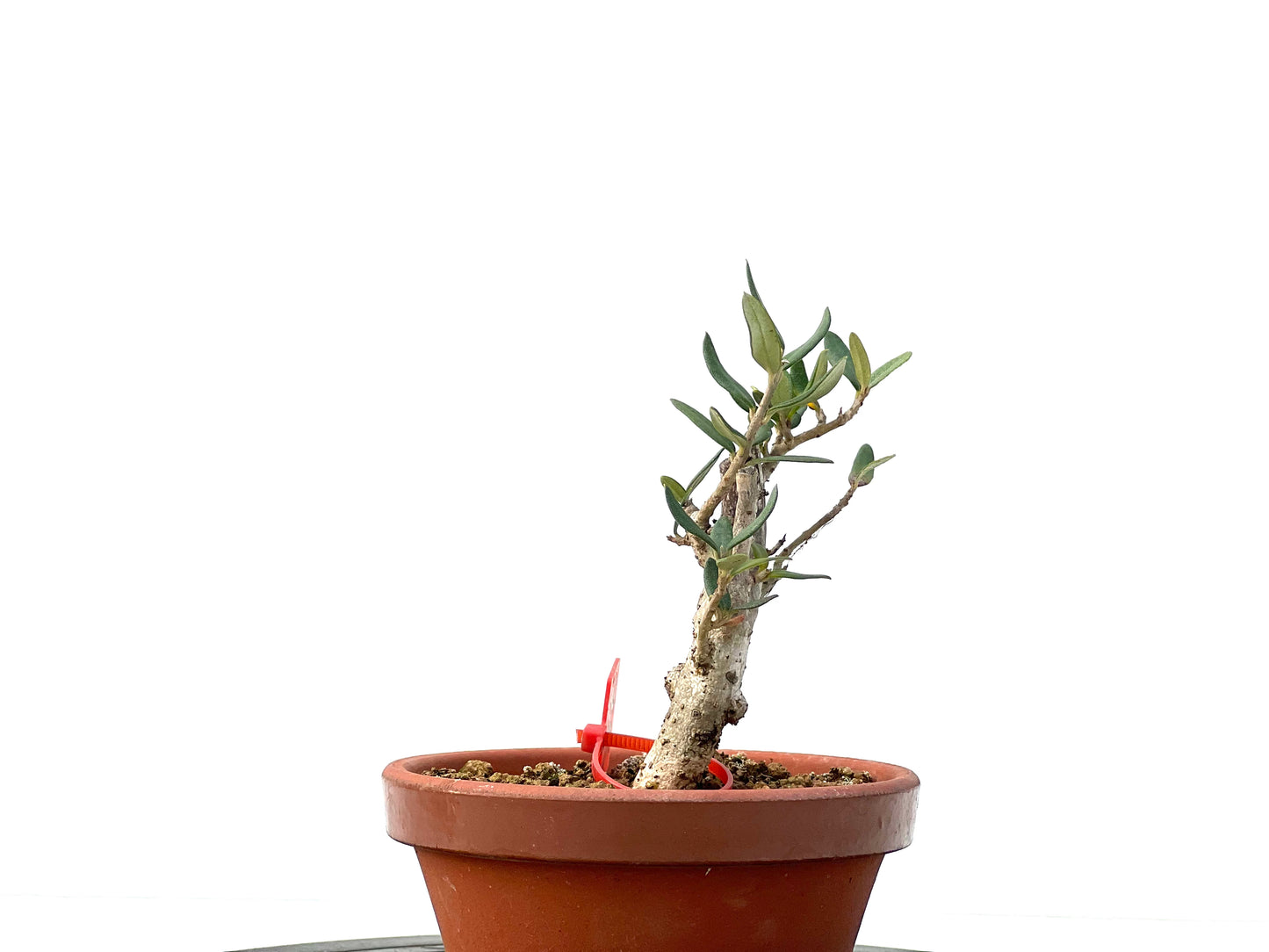 Olea Europaea Sylvestris 2270