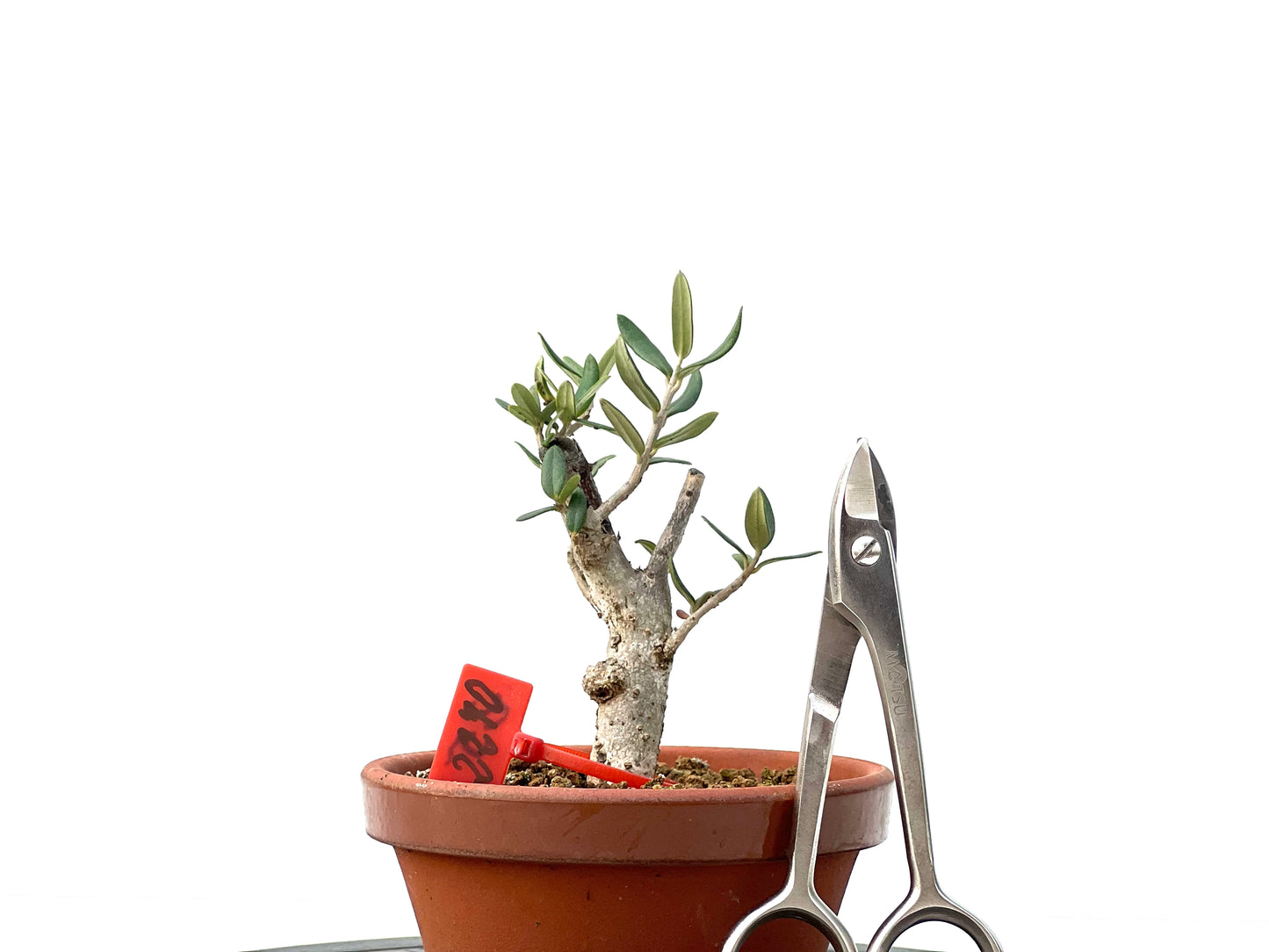 Olea Europaea Sylvestris 2270