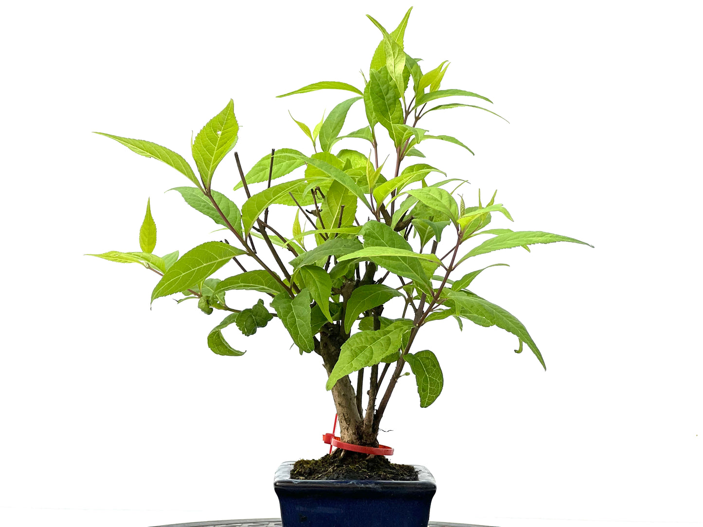 Callicarpa Japonica 2267