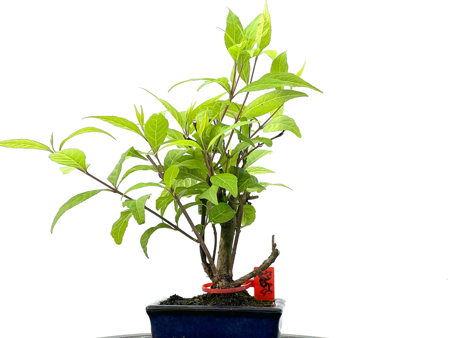 Callicarpa Japonica 2267
