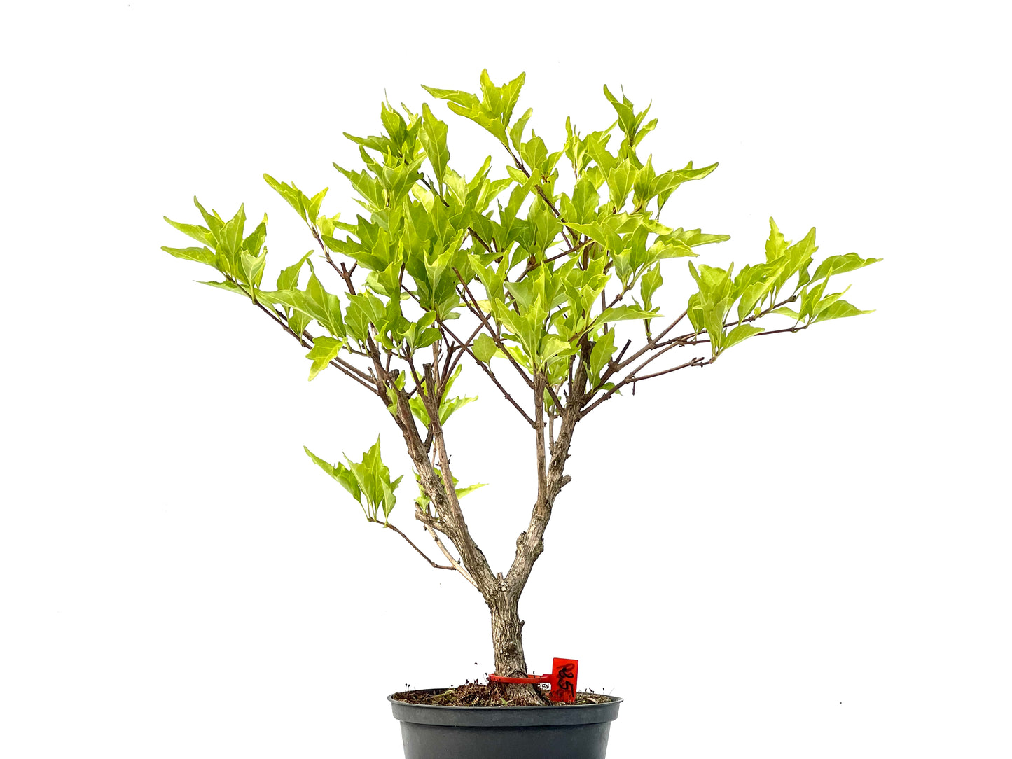 Premna Japonica 2269