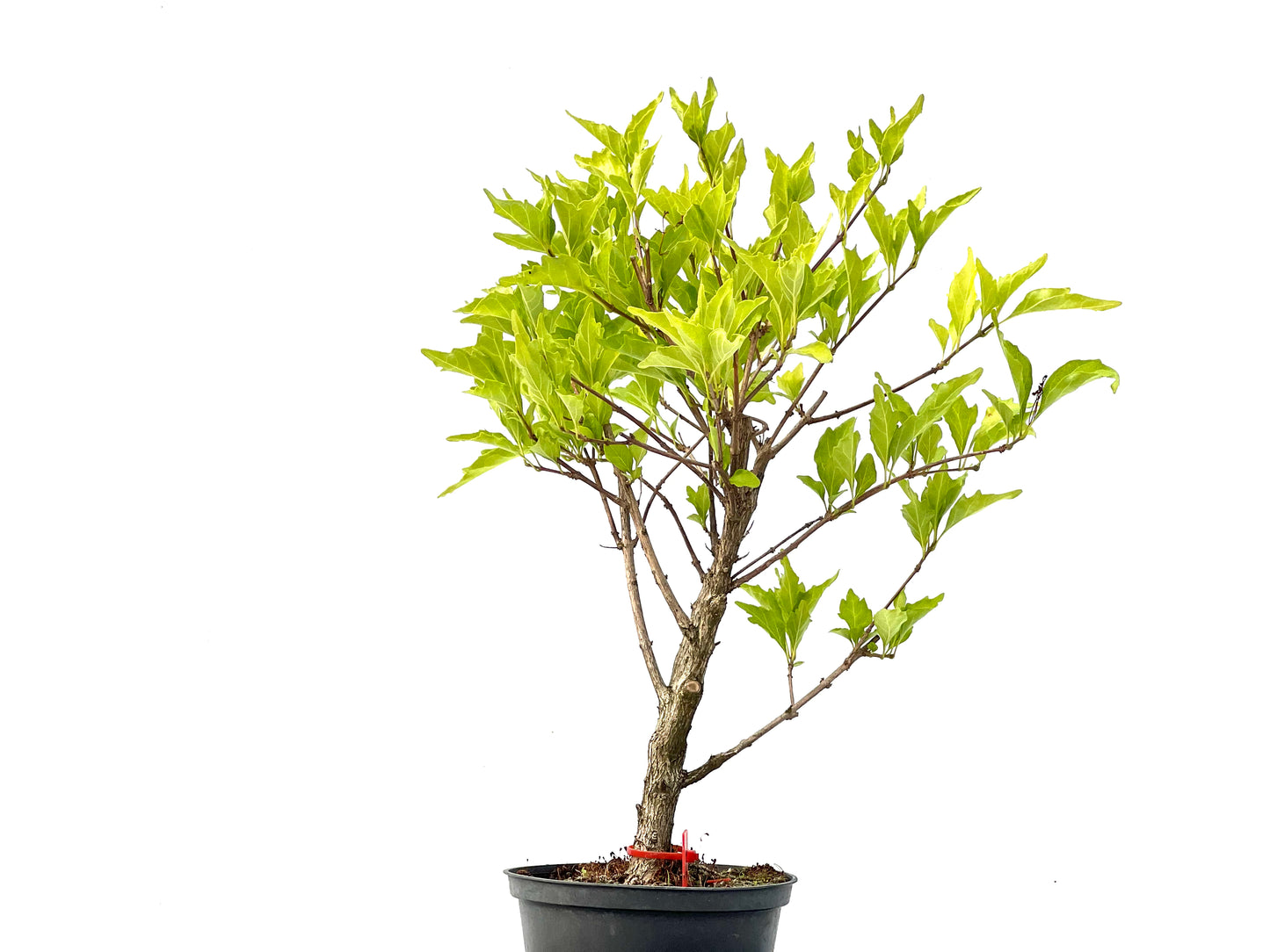 Premna Japonica 2269