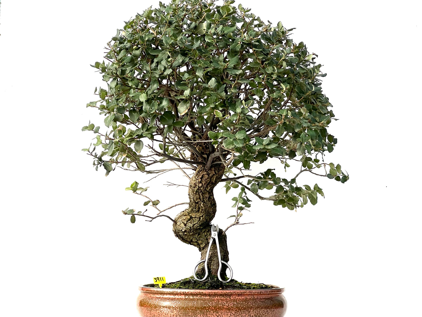 Quercus Suber 3911