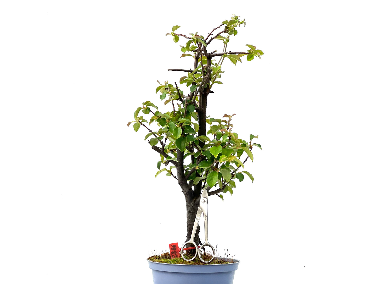 Pseudocidonia Sinensis 2266