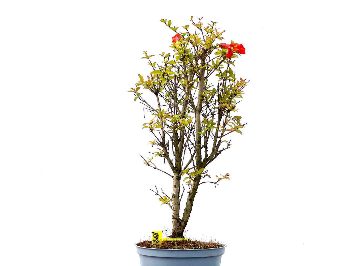 Punica Granatum Nana 2268