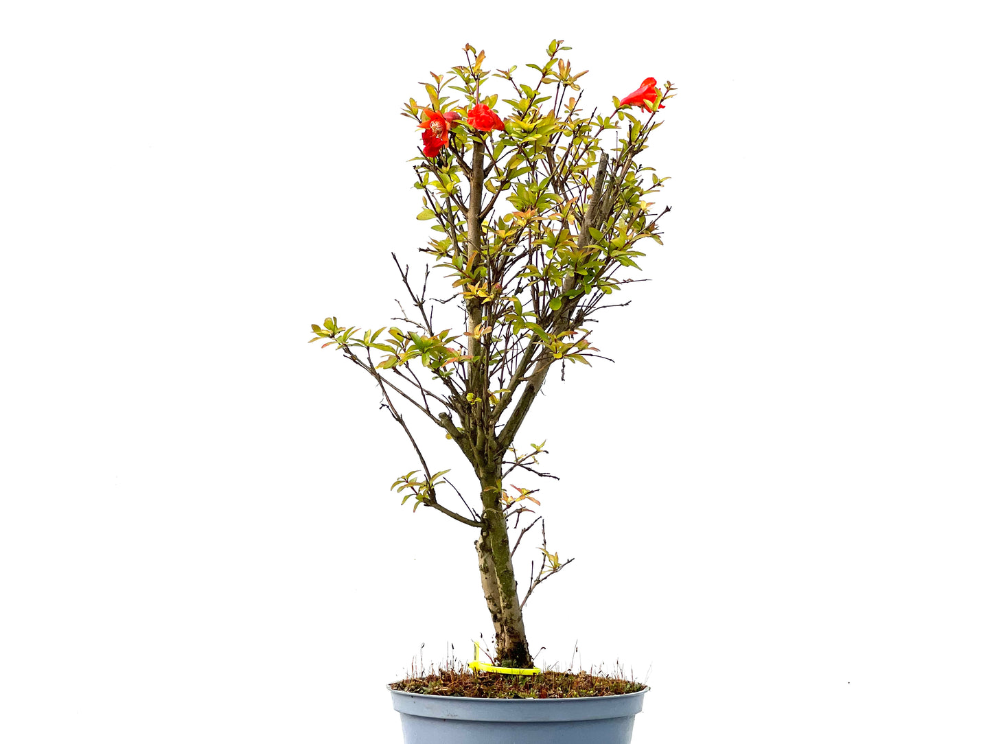 Punica Granatum Nana 2268